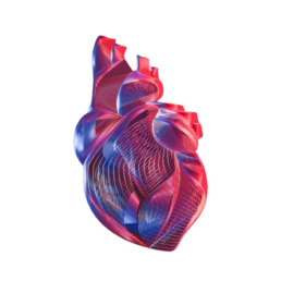 Heart
